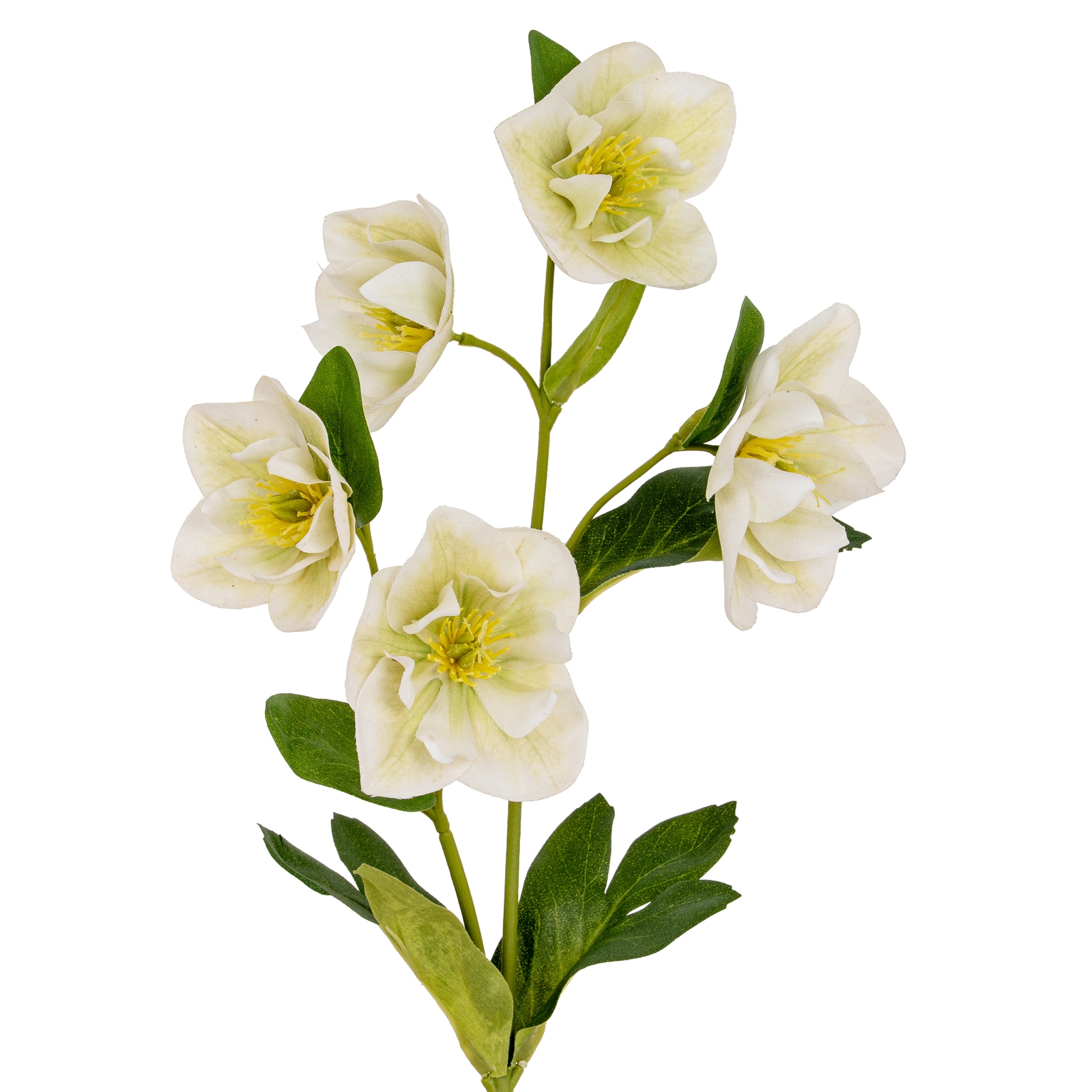 White Hellebore Stem - Corinthia Corner