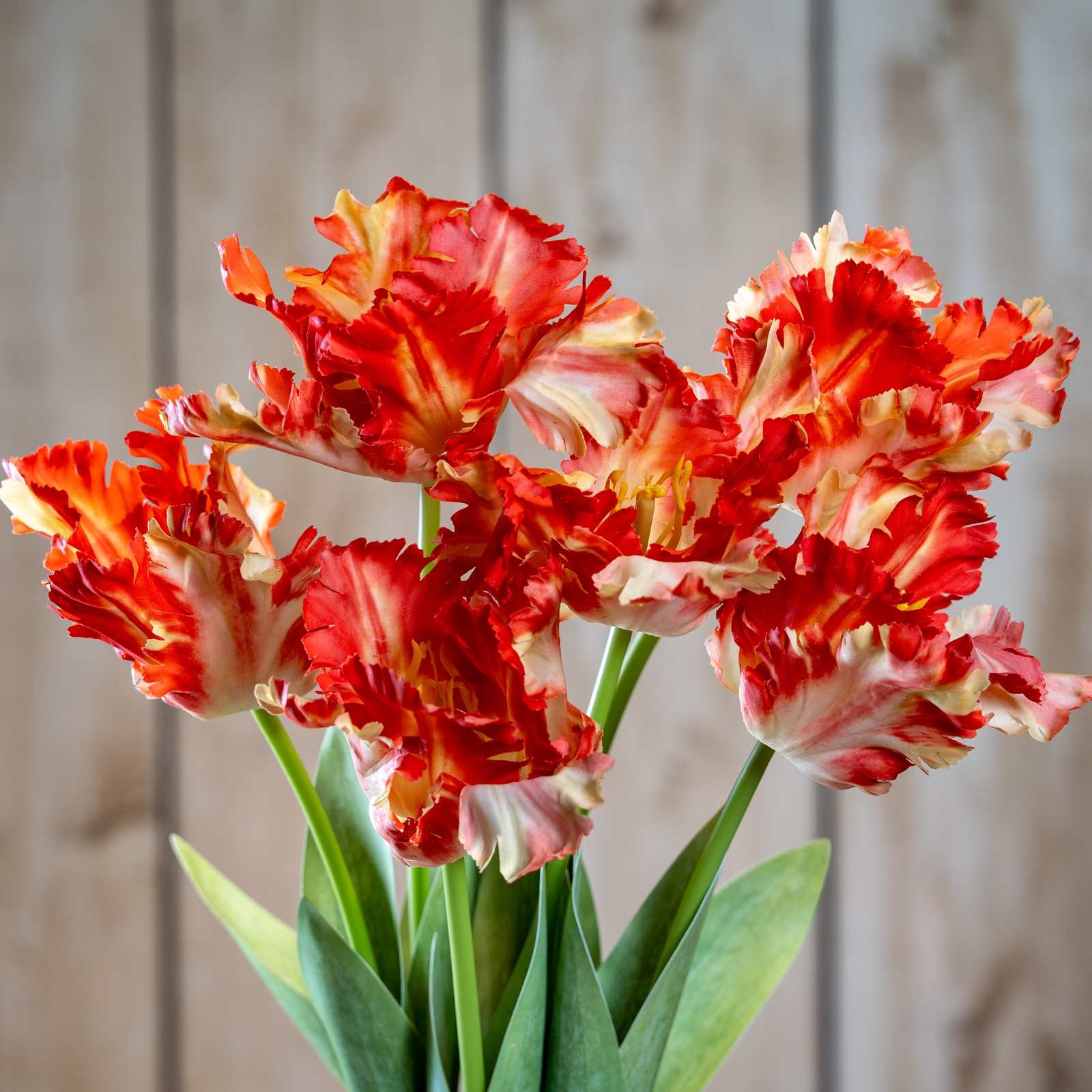 Flame Orange Parrot Tulip - Corinthia Corner