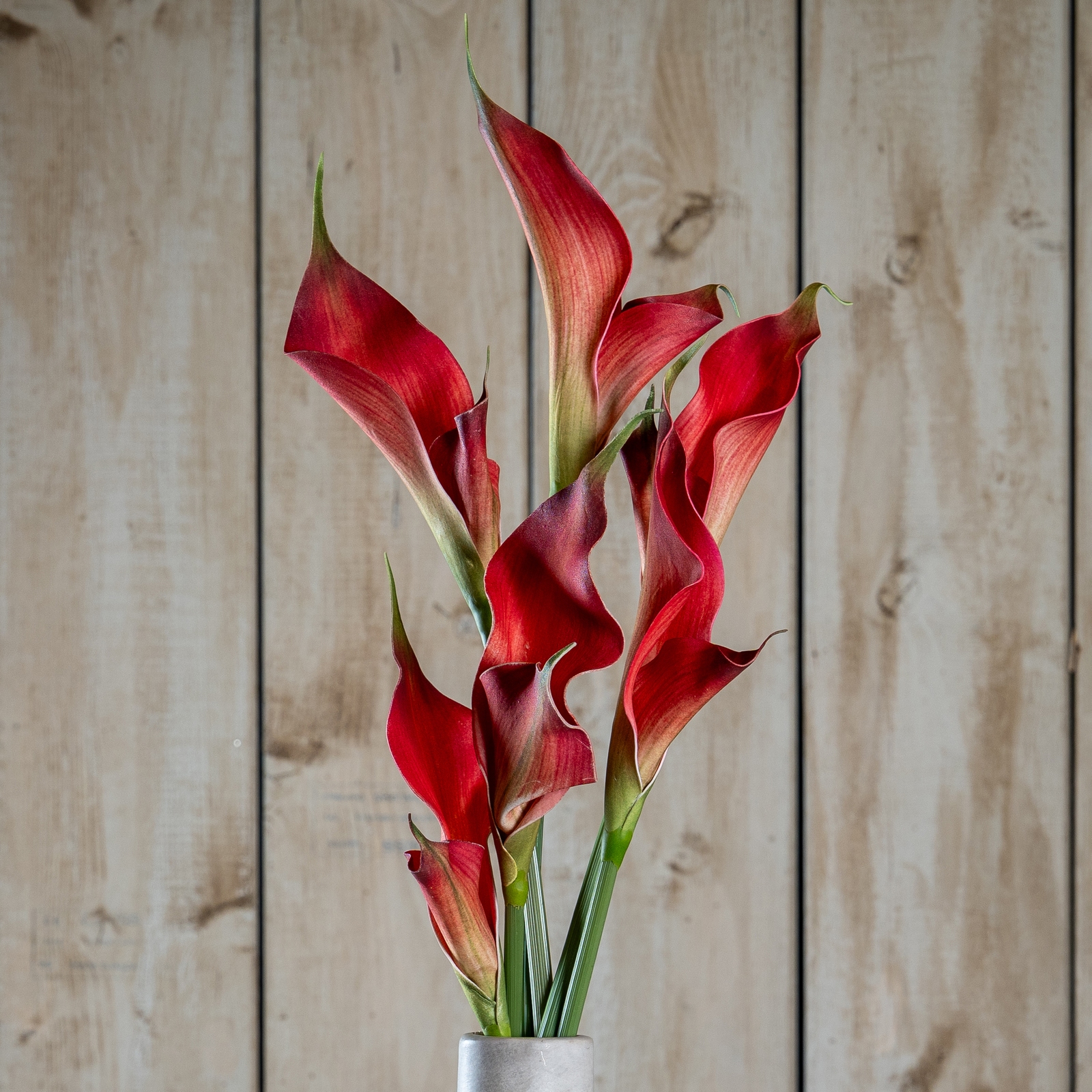 Fireball Calla Lily - Corinthia Corner