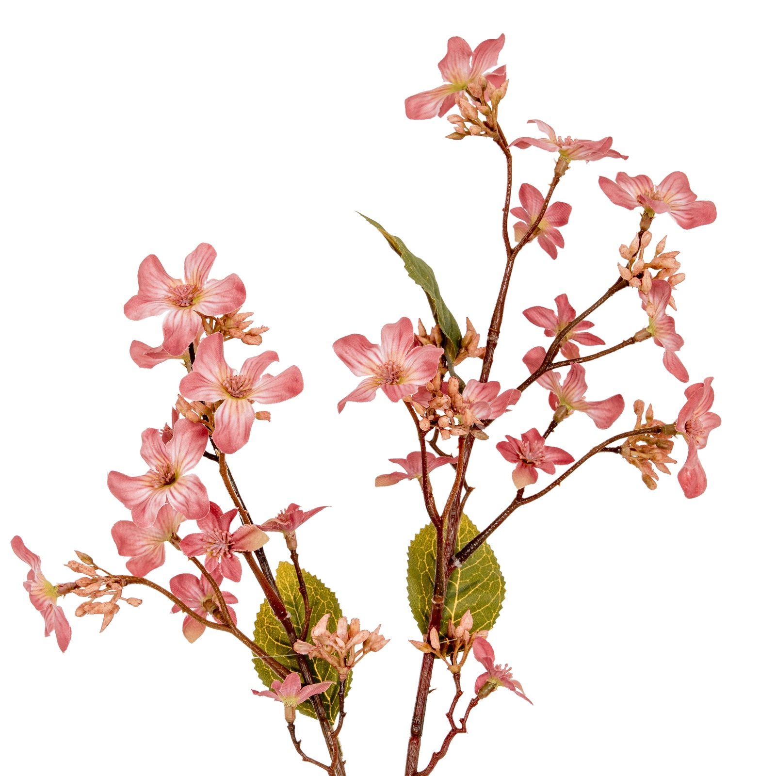 Blanor Pink Vernicia Fordii Spray - Corinthia Corner