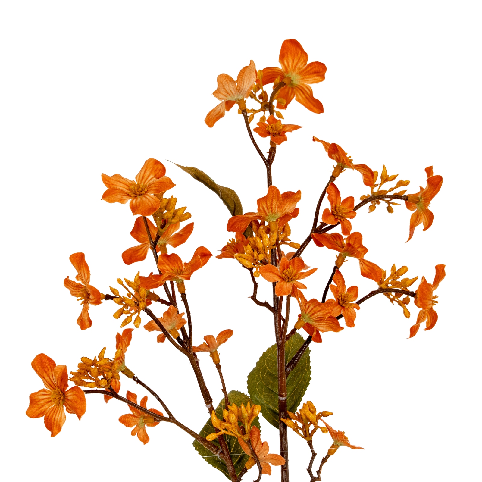 Blanor Orange Vernicia Fordii Spray - Corinthia Corner