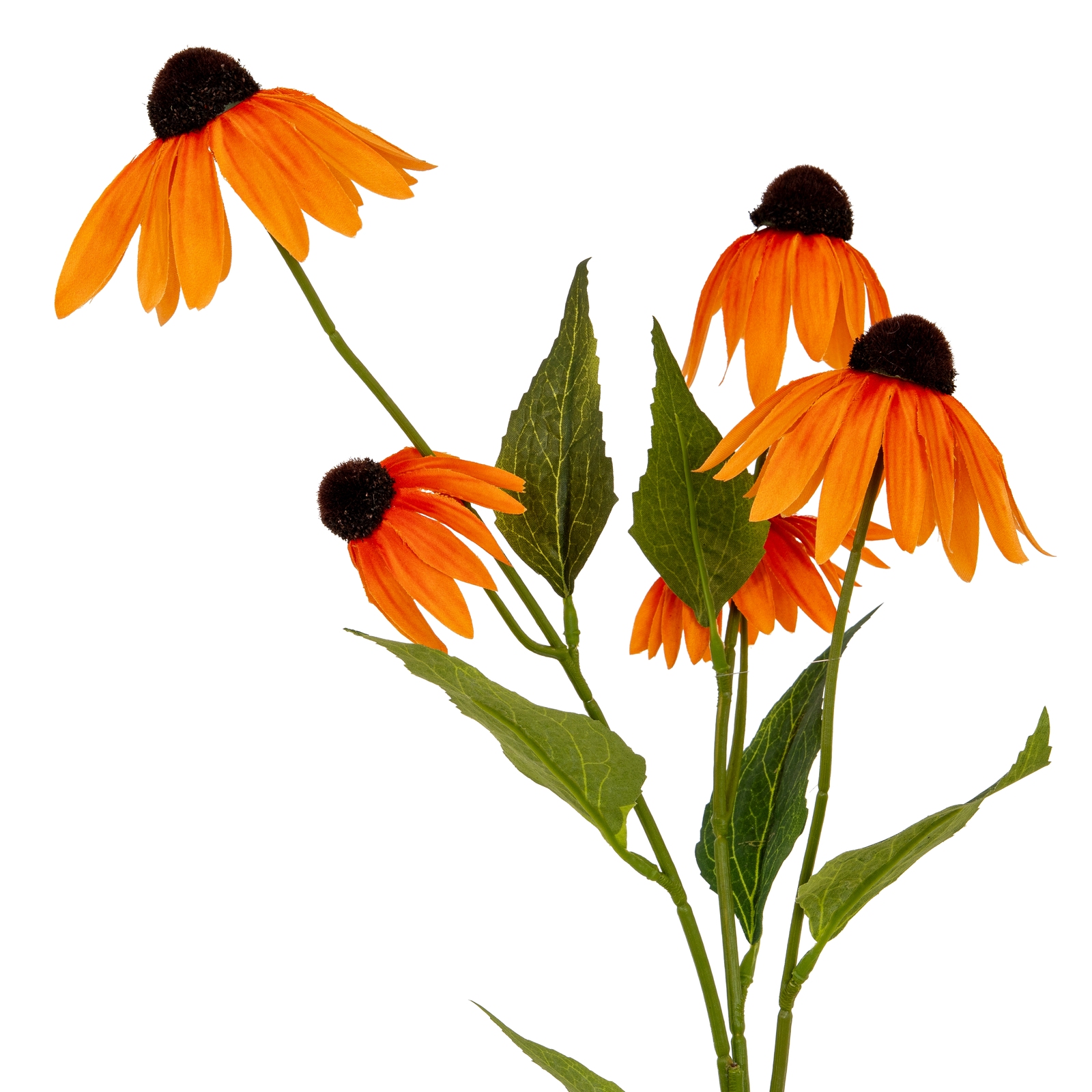 Blanor Orange Echinacea Spray - Corinthia Corner