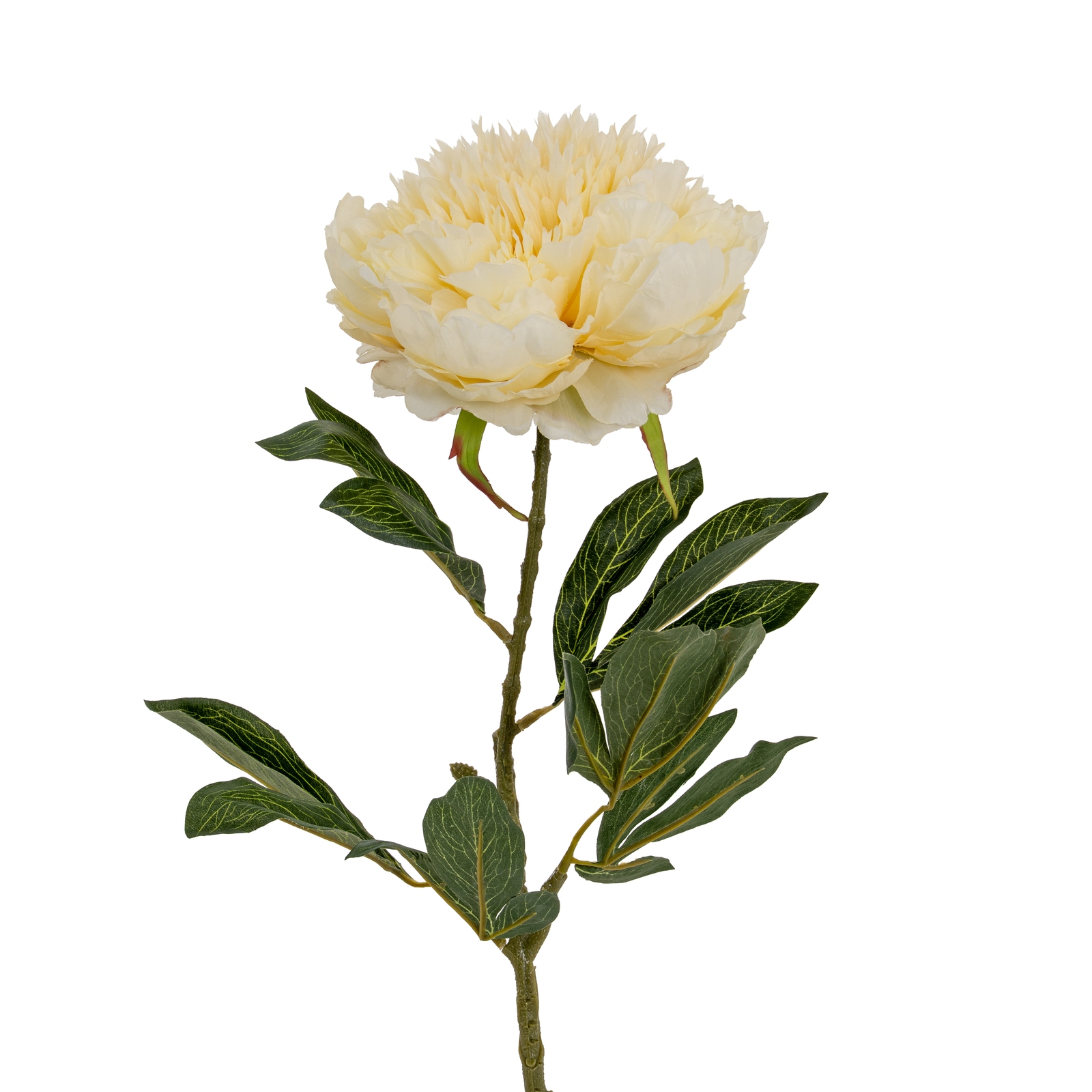 Buttermilk Double Peony Stem - Large - Corinthia Corner