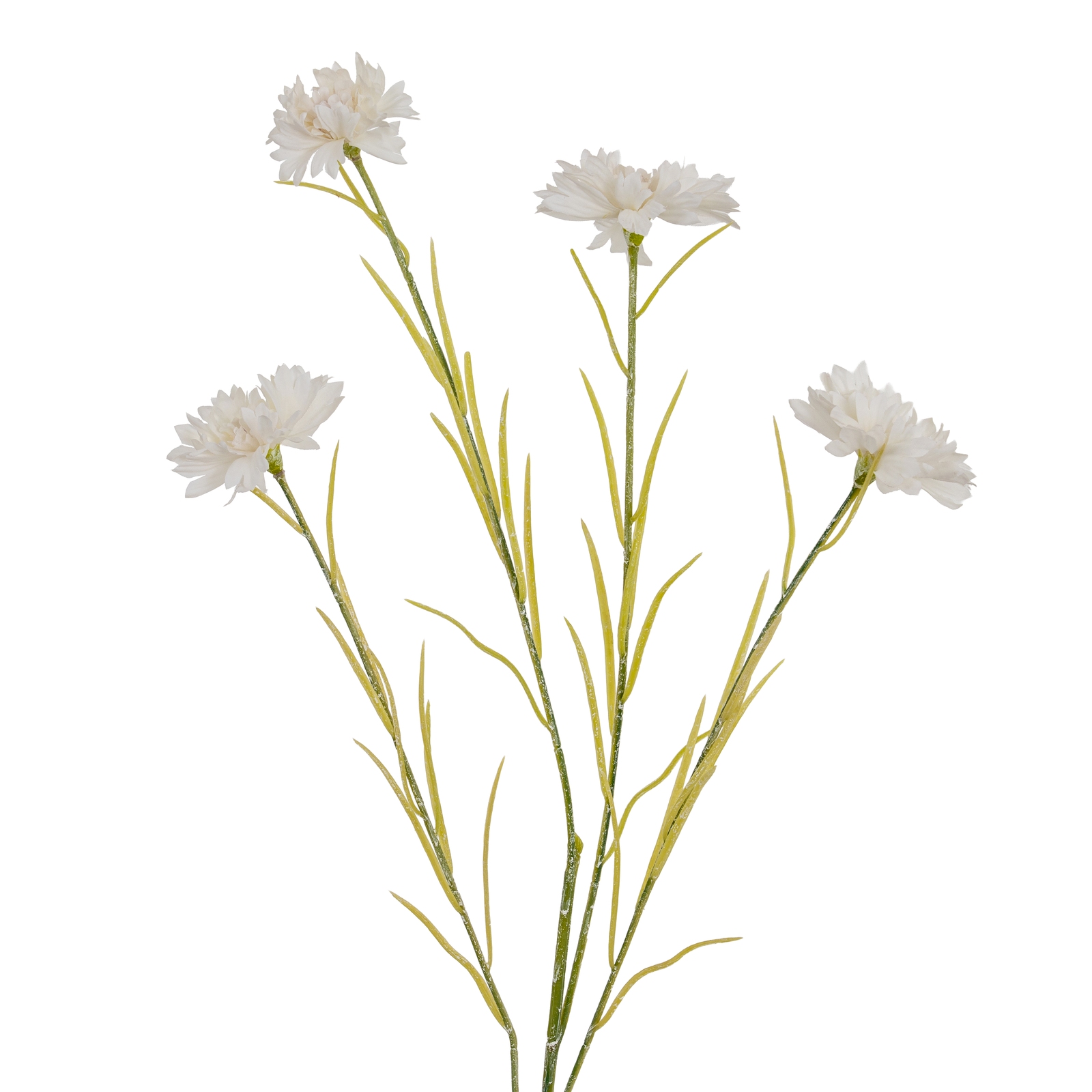 White Cornflower Stem - Corinthia Corner